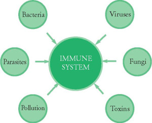 immune-system-viruses-parasites